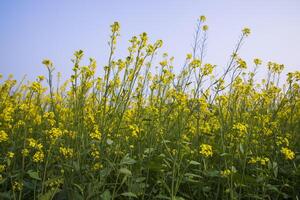 utomhus- gul rapsfrö blommor fält landsbygden av bangladesh foto