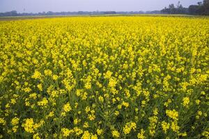 skön blommig landskap se av rapsfrö i en fält med blå himmel i de landsbygden av bangladesh foto