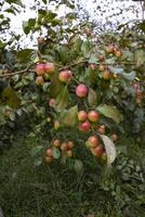 frukt träd med omogen röd jujube frukt eller äpple kul boroi i de trädgård foto