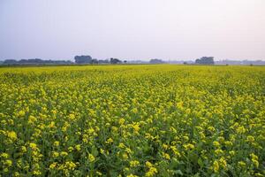 skön blommig landskap se av rapsfrö i en fält med blå himmel i de landsbygden av bangladesh foto