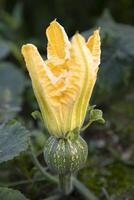 grön organisk vegetabiliska ljuv pumpa små gul blomma i de trädgård, ung pumpa naturlig pollinering i de fält av landsbygden i bangladesh foto