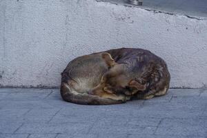 luffare hund av istanbul gata porträtt foto