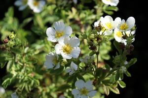 blommor av vit cinquefoil potentilla på en buske. horisontell Foto