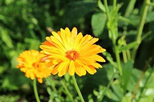 orange calendula blommor i en rabatt i de trädgård på en solig höst dag. naturlig blommig bakgrund, horisontell Foto, närbild, topp se. foto