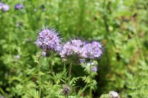 blommande phacelia i en äng på en solig sommar dag. naturlig grön bakgrund med ljus lila blommor, horisontell Foto