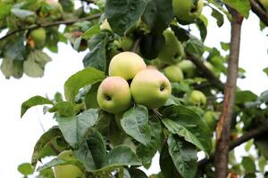 en gren med mogen gul äpplen av de sergiana mängd i de trädgård på en molnig dag. horisontell Foto, närbild foto