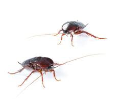 konst par kackerlacka insekt isolerat på vit bakgrund foto