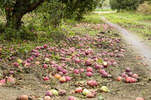 äpple fruktträdgård. rader av träd och de frukt av de jord under t foto