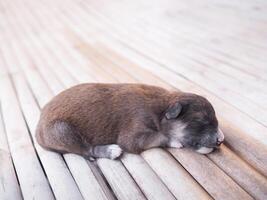 söt nyfödd valpar sovande på trä- skrivbord, thai valp foto