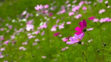 kosmos blommor i de trädgård med mjuk fokus, skön natur bakgrund. foto