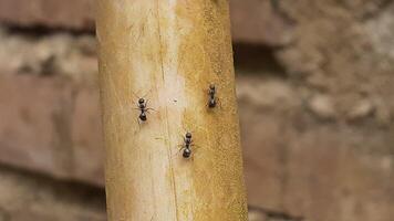 myra på en trä- styrelse foto