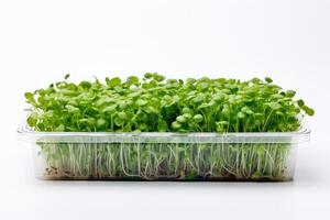 ai genererad mikrogrönsaker - vuxen arugula i en transparent plast behållare, isolerat på en vit bakgrund, topp se. mikro grön groddar, grodd frön, ung skjuter, plantor. närbild. foto