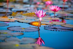 röd lotus hav, nong han sjö, udon än mig provins, resa begrepp skön natur landskap i thailand röd lotus hav i de morgon. foto