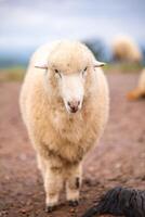 flock av får betning på de berg de bakgrund är en naturlig landskap. bergen och dimma i de regnig säsong av thailand. foto