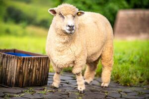 flock av får betning på de berg de bakgrund är en naturlig landskap. bergen och dimma i de regnig säsong av thailand. foto