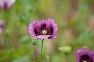 Fantastisk lila vallmo sommar knoppar av sommar blommor stänga upp, blommig bakgrund foto