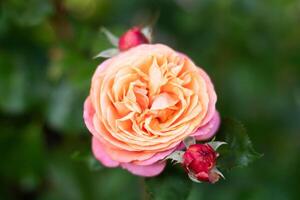 rosa orange dubbel- hybrid reste sig mary ann blooms i sommar i de trädgård, blomma porträtt, amatör trädgårdsarbete foto