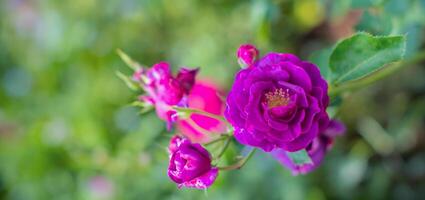 lila violett blandad Färg floribunda reste sig vinröd is blommor i de trädgård, mot suddig grön löv foto