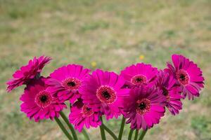 bukett av lila gerbera, stänga vinkel, vår humör, blomma bakgrund, gåva foto