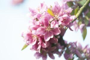 dekorativ röd äpple träd blommor blomstrande på vår tid, blommig bakgrund foto