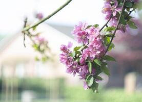 dekorativ röd äpple träd blommor blomstrande på vår tid, blommig bakgrund foto