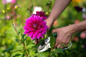 lila dekorativ lyx, Thomas a.edison dahlia i blomma i de sommar trädgård, naturlig blommig bakgrund foto