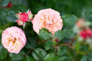 rosa orange dubbel- hybrid reste sig mary ann blooms i sommar i de trädgård, blomma porträtt, amatör trädgårdsarbete foto