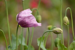 Fantastisk lila vallmo sommar knoppar av sommar blommor stänga upp, blommig bakgrund foto