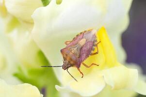 makro skön insekt sitter på en lejongap blomma makro fotografi av insekter foto