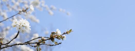 gren av körsbär blommar mot de blå himmel, blomning av frukt träd, vår foto