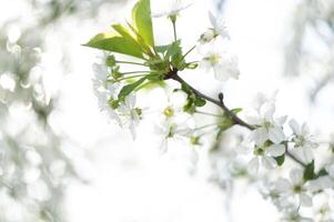 selektiv fokus körsbär blomma gren i tidigt vår mot blå himmel foto