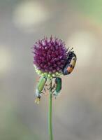 flerfärgad skalbaggar på en lila vild lök närbild naturlig bakgrund foto