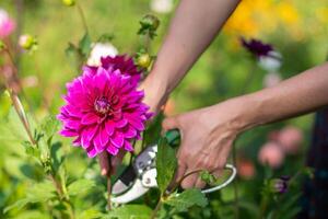 kvinna skärande av blomma för bukett med beskärning sax, lila dekorativ lyx, Thomas a.edison dahlia i blomma i de sommar trädgård, naturlig blommig bakgrund foto