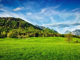 alpina äng i Bayern, Tyskland foto