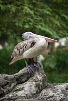 fläck faktureras pelikan eller grå pelikan pelecanus philippensis foto