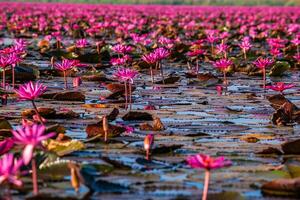 röd lotus hav, nong han sjö, udon än mig provins, resa begrepp skön natur landskap i thailand röd lotus hav i de morgon. foto