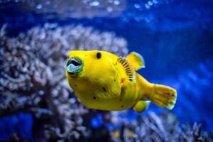 gul gyllene puffer pärlhöns puffer fisk under vattnet foto