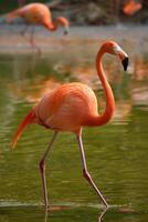 amerikan flamingo Phoenicopterus ruber fågel foto