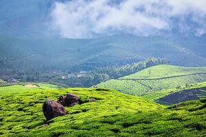 grönt teplantager i Munnar, Kerala, Indien foto