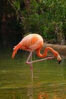 amerikan flamingo Phoenicopterus ruber fågel foto