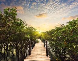 trä- bro i översvämmad regn skog djungel av mangrove foto