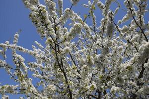 prunus avium blommande körsbär. körsbär blommor på en träd gren foto