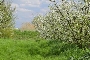 blommande plommon trädgård foto