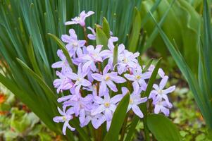 rosa chionodoxa lucilia i tidigt vår i de trädgård stänga upp foto