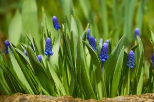 närbild av blå moscari blommor i de trädgård i vår på en solig dag foto