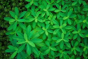 färsk grön lupin löv i vår säsong. topp se. naturlig botanisk lövverk bakgrund. trädgårdsarbete och plantering foto