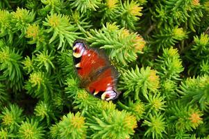 stänga upp av en ljus fjäril Sammanträde på en grön sedum växt i en trädgård. fjäril i de trädgård, sommar tid. foto