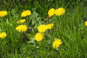 gul maskros blommor på grön gräs bakgrund. vår säsong. foto