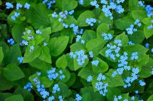 myosotis är en släkte av blommande växter i de familj boraginaceae. Glöm mig inte blomma på de trädgård. foto