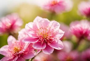 körsbär blomma sakura blomma i de trädgård med mjuk fokus foto